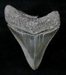 Sharply Serrated Megalodon Tooth - South Carolina #20785-2